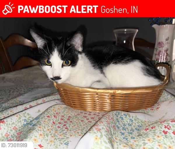 Lost Male Cat last seen Near e Reynolds st, Goshen, IN 46526
