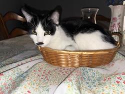 Lost Male Cat last seen Near e Reynolds st, Goshen, IN 46526