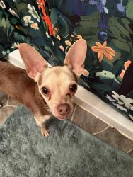 Found/Stray Male Dog last seen Glenwick & Kessler, River Oaks, TX 76114