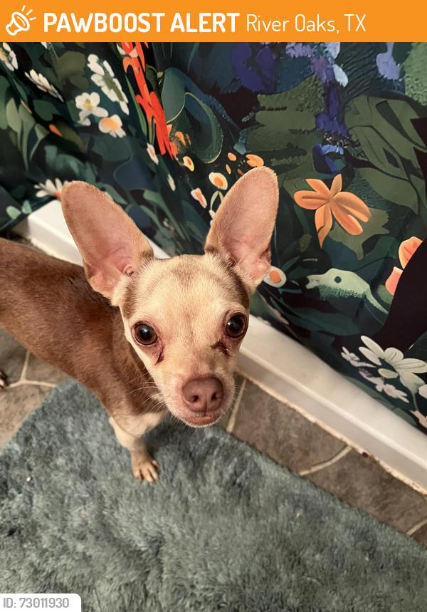 Found/Stray Male Dog last seen Glenwick & Kessler, River Oaks, TX 76114