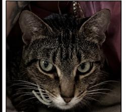 Lost Female Cat last seen Near Wallace road Nashville Tennessee , Nashville, TN 37211