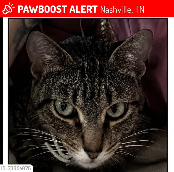 Lost Female Cat last seen Near Wallace road Nashville Tennessee , Nashville, TN 37211