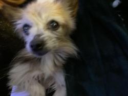 Lost Female Dog last seen Titus and Philadelphia , Pomona, CA 91766