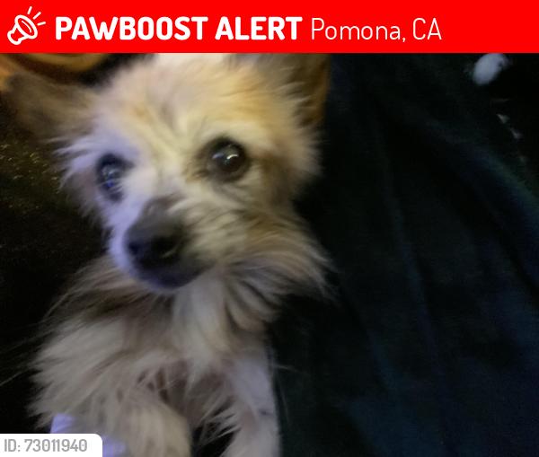 Lost Female Dog last seen Titus and Philadelphia , Pomona, CA 91766