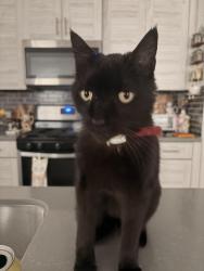 Lost Female Cat last seen Misty Bend Dr. , San Antonio, TX 78247