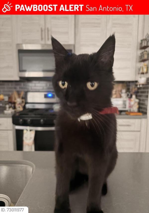 Lost Female Cat last seen Misty Bend Dr. , San Antonio, TX 78247