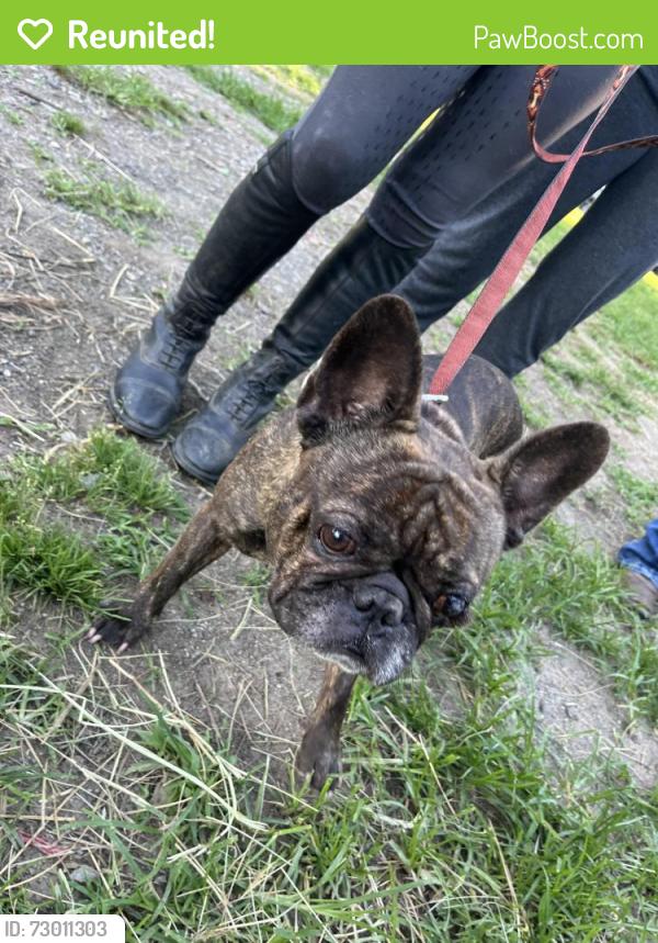 Reunited Male Dog last seen Boylston hwy Mills River nc, Mills River, NC 28759