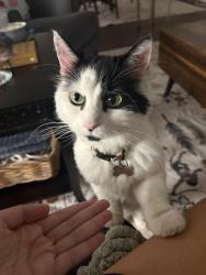 Reunited Female Cat last seen Northridge Road, Greenwich, CT 06870