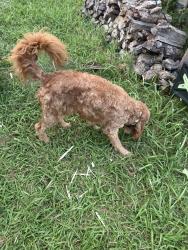 Found/Stray Male Dog last seen Summerhill and shiver, Fort Worth, TX 76244
