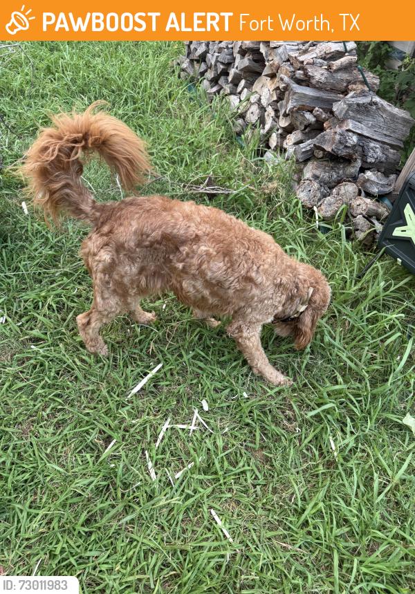 Found/Stray Male Dog last seen Summerhill and shiver, Fort Worth, TX 76244
