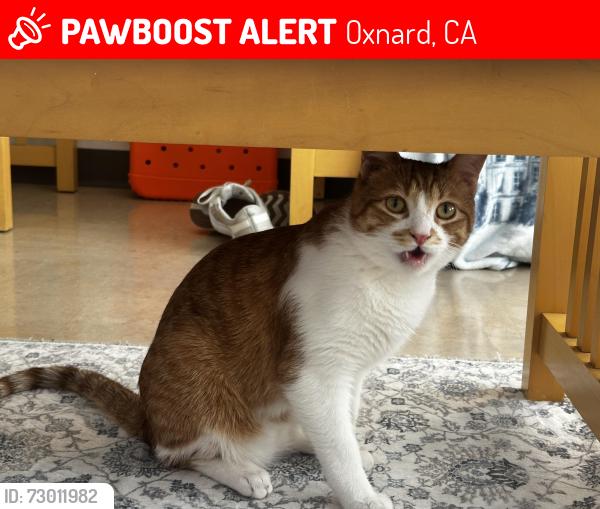 Lost Male Cat last seen Naumann Rd & Raytheon Rd, Oxnard, CA 93033