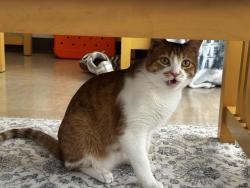 Lost Male Cat last seen Naumann Rd & Raytheon Rd, Oxnard, CA 93033