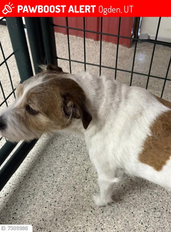Lost Male Dog last seen Adams ave, Ogden, UT 84403