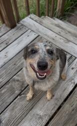 Found/Stray Female Dog last seen Allison Rd, Piney Flats, TN 37686