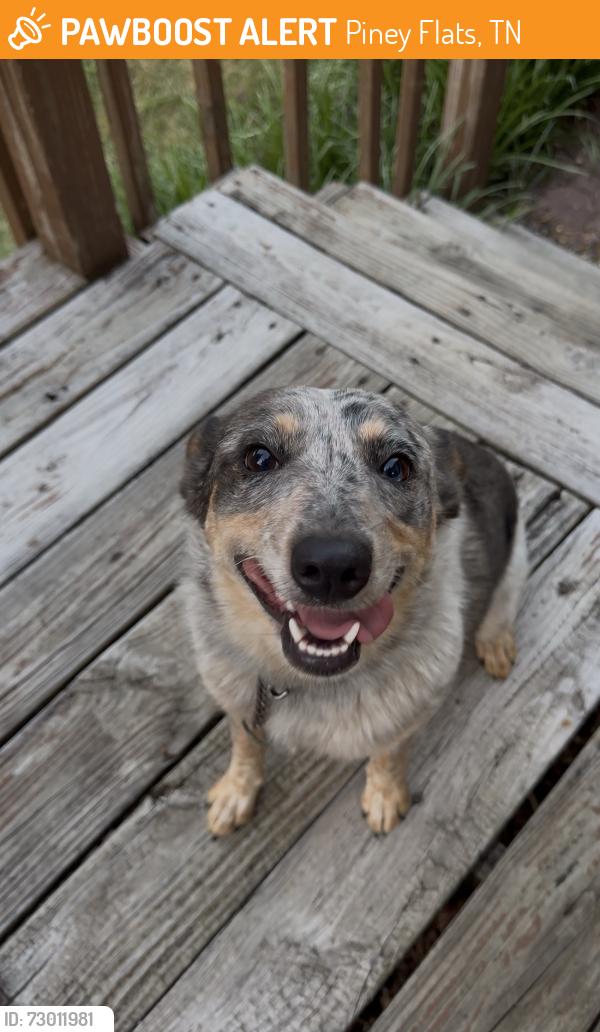 Found/Stray Female Dog last seen Allison Rd, Piney Flats, TN 37686