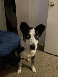 Found/Stray Female Dog last seen Judson mill lofts, Greenville, SC 29611