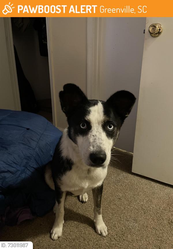 Found/Stray Female Dog last seen Judson mill lofts , Greenville, SC 29611