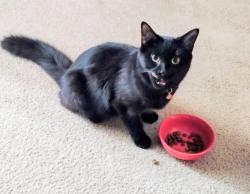 Reunited Female Cat last seen ooooooooooooo07, Columbia, SC 29229