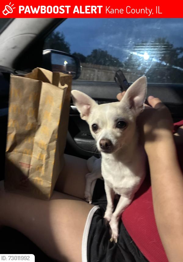 Lost Female Dog last seen Plank , Kane County, IL 60140
