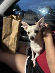 Lost Female Dog last seen Plank , Kane County, IL 60140