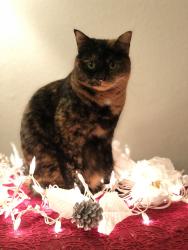 Lost Female Cat last seen Briar common , Denver, CO 80211