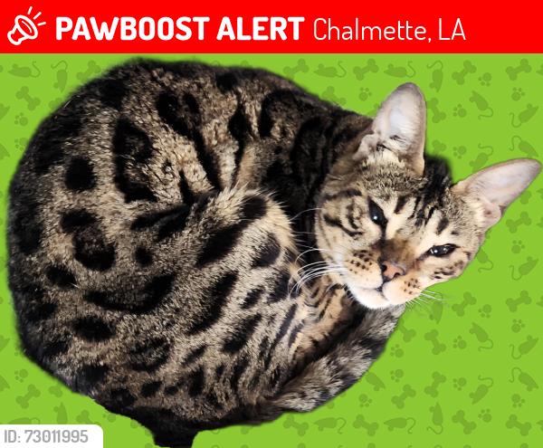 Lost Female Cat last seen Dauterive dr and Josephine, Chalmette, LA 70043