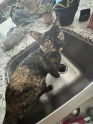 Lost Female Cat last seen Seven Hills, Henderson, NV 89052