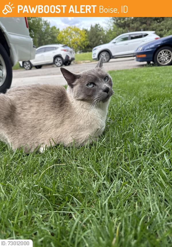 Found/Stray Unknown Cat last seen Gold king way, Boise, ID 83709