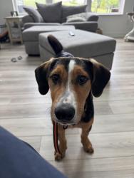 Lost Male Dog last seen Near Madison Ave.  Indianapolis In 46227, Indianapolis, IN 46227