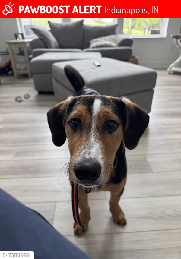 Lost Male Dog last seen Near Madison Ave.  Indianapolis In 46227, Indianapolis, IN 46227