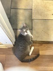 Lost Male Cat last seen West flournoy & California , Chicago, IL 60624