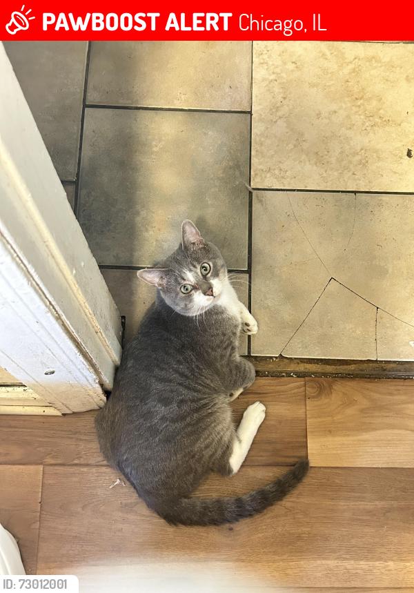 Lost Male Cat last seen West flournoy & California , Chicago, IL 60624