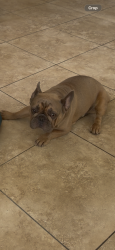 Reunited Male Dog last seen townsendia ave, Moreno Valley, CA 92557