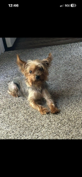 Lost Male Dog last seen Bomar Rd, Douglasville, GA 30135