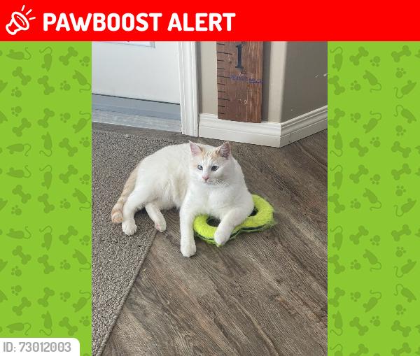 Lost Female Cat last seen 6612-78st, County of Grande Prairie, AB, Grande Prairie County No. 1, AB 