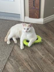 Lost Female Cat last seen 6612-78st, County of Grande Prairie, AB, Grande Prairie County No. 1, AB 