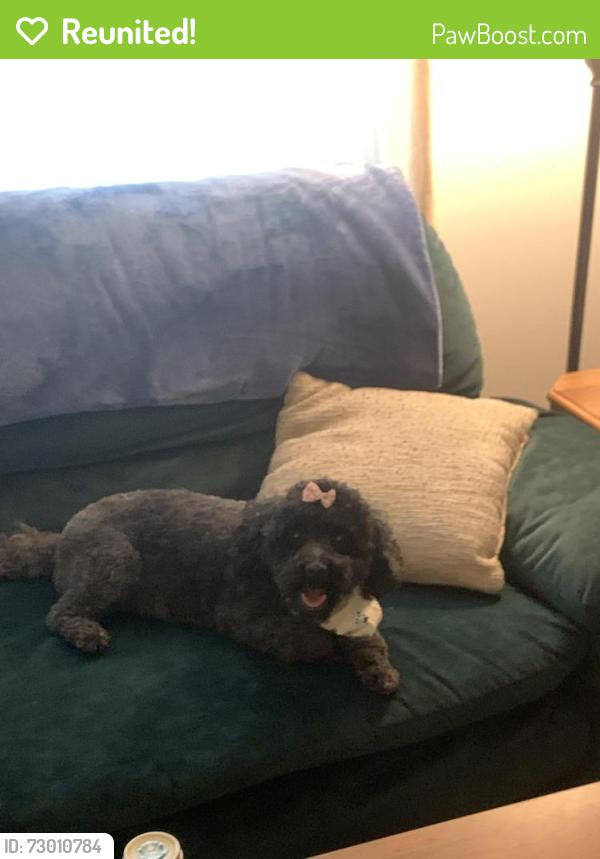 Reunited Female Dog last seen Bojangles , Greensboro, NC 27405