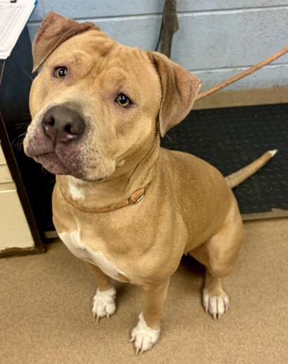 Shelter Stray Female Dog last seen Near Charter Manor, 30058, GA, 3280 Chamblee Dunwoody Rd, Chamblee, GA 30341, USA