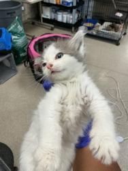 Shelter Stray Unknown Cat last seen Near Orion, 75181, TX, 1650 Gross Rd, Mesquite, TX 75149, USA