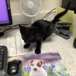 Shelter Stray Male Cat last seen Near Wilbarger St, East District, TX, 355 Hillshire Dr, Haslet, TX 76052, USA