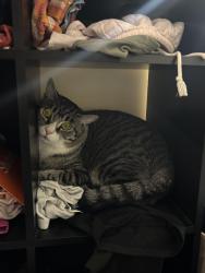 Lost Male Cat last seen Wakefield rd , Lake Carmel, NY 10512