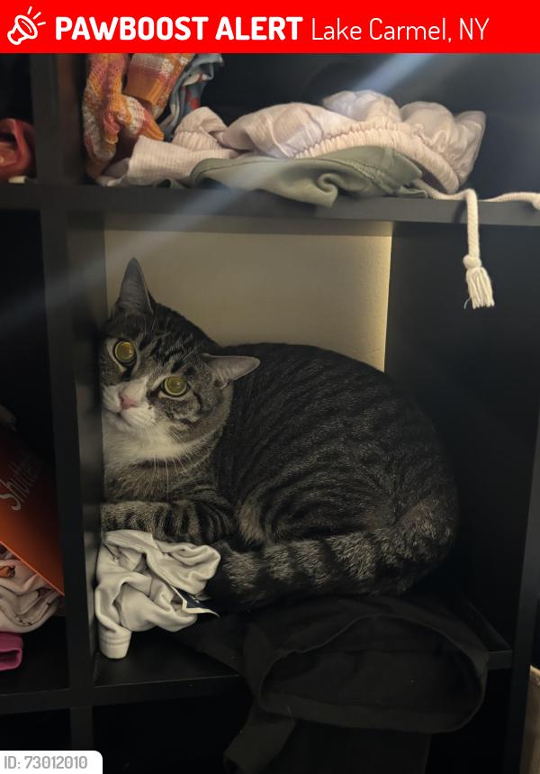 Lost Male Cat last seen Wakefield rd , Lake Carmel, NY 10512