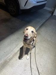 Lost Male Dog last seen Dorthy st and 9th by highline park, Houston, TX 77008