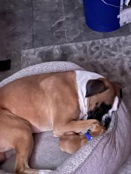 Lost Male Dog last seen Barrydale and Francisquito , La Puente, CA 91746