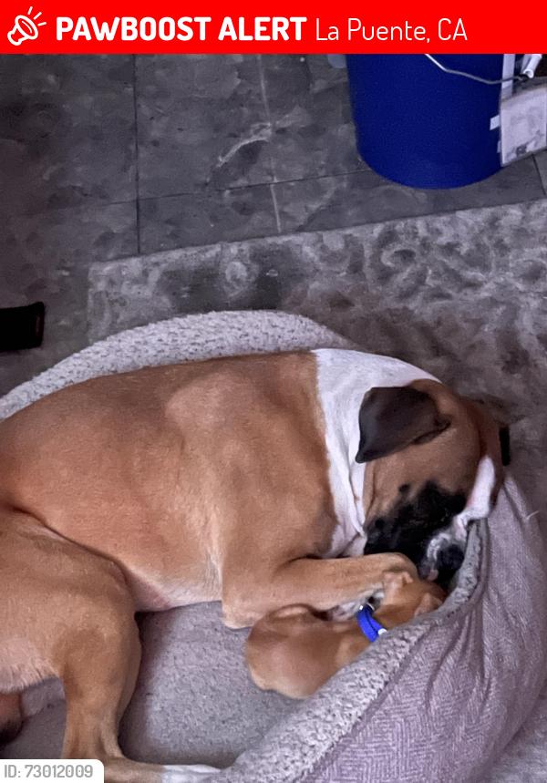 Lost Male Dog last seen Barrydale and Francisquito , La Puente, CA 91746