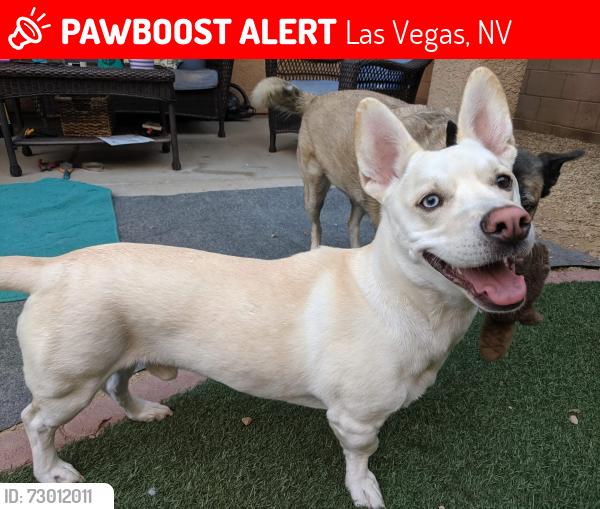 Lost Male Dog last seen Buffalo and Windmill, Las Vegas, NV 89113