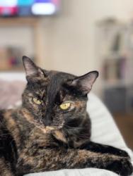 Lost Female Cat last seen Cary town , Randolph Area, Richmond, VA 23219