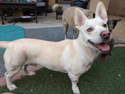 Lost Male Dog last seen Buffalo and Windmill, Las Vegas, NV 89113