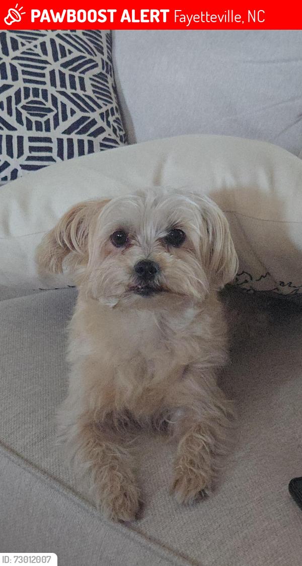 Lost Female Dog last seen Near wilkins dr Fayetteville NC, Fayetteville, NC 28311