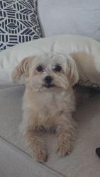 Lost Female Dog last seen Near wilkins dr Fayetteville NC, Fayetteville, NC 28311